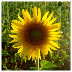 Il centro di un girasole