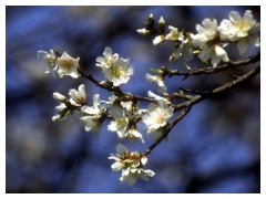 Mandorli fioriti in primavera