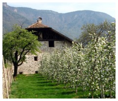 Meli in fiore a Merano