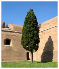 Un cipresso fuori le mura