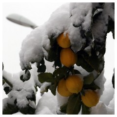 Nevicata Roma, limoni coperti dalla neve