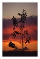 Spedisci la cartolina "Un albero al tramonto"