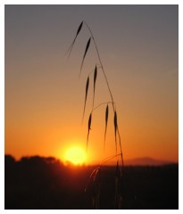 Ultimi raggi di sole sulla campagna