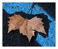 Spedisci la cartolina "Anche la natura  contro le strisce blu"