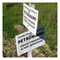 Spedisci la cartolina "Petrognano o Petroniano?"