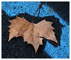 Anche la natura  contro le strisce blu