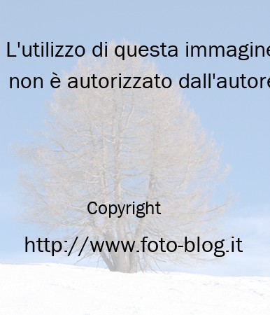 Un albero sulla neve