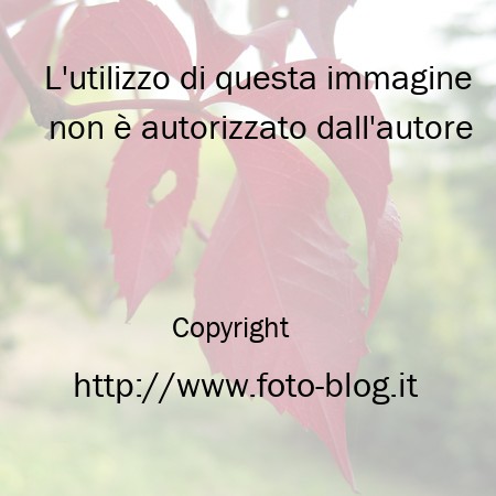 Foglie rosse